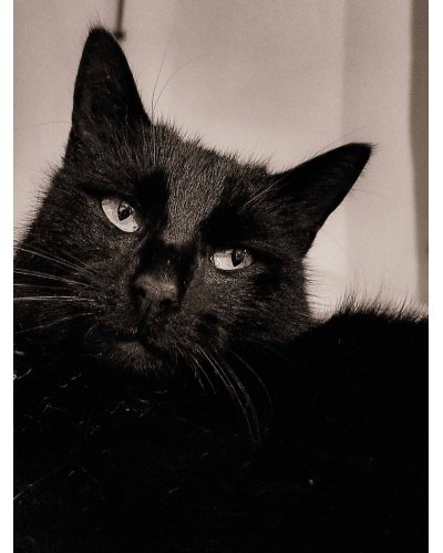 Wooden cufflinks I LOVE MY CAT