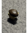 Pierścionek nieregularny duży z drewna